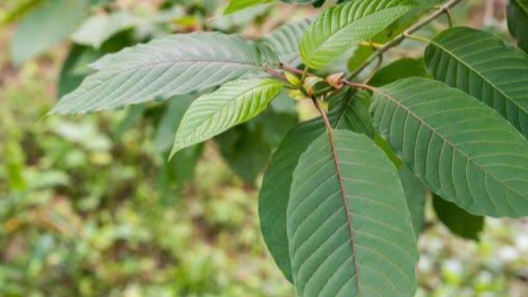 Pemerintah Segera Atur Regulasi Budidaya Kratom
